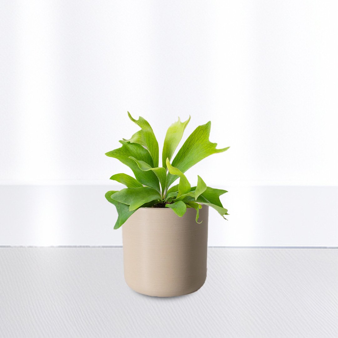 Staghorn Fern